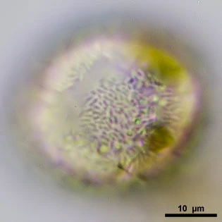 Lecythium granulatus