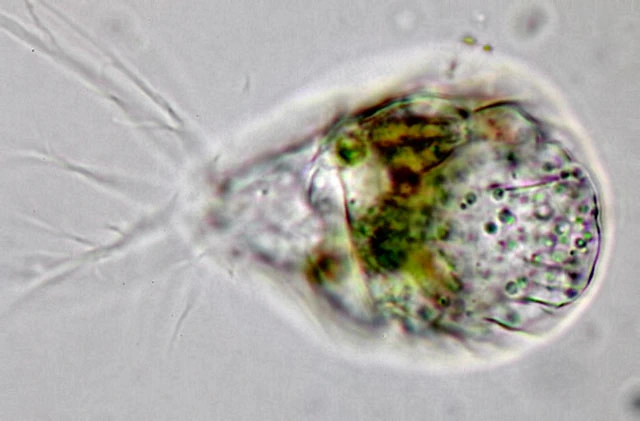 Lecythium granulatus