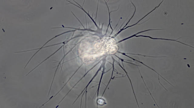 Lecythium granulatus