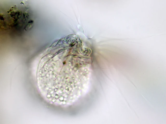 Lecythium granulatus