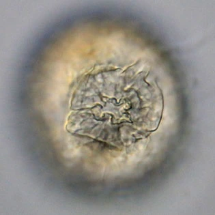 Lecythium granulatus