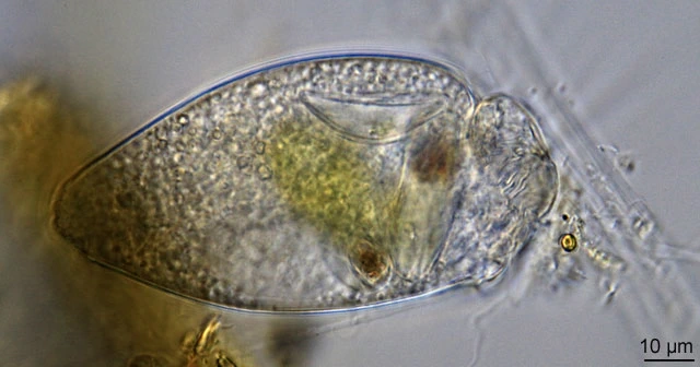 Lecythium granulatus