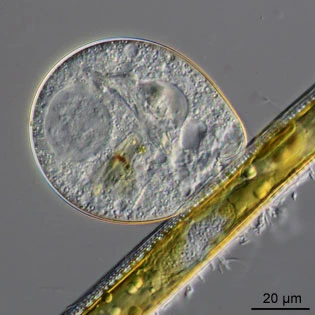Lecythium granulatus