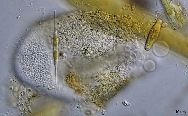Lecythium granulatus