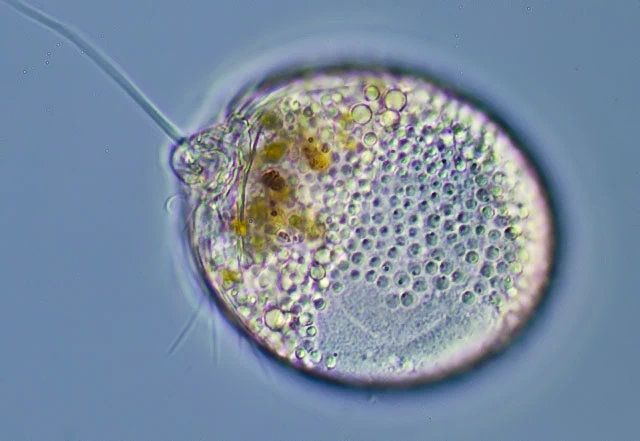 Lecythium granulatus