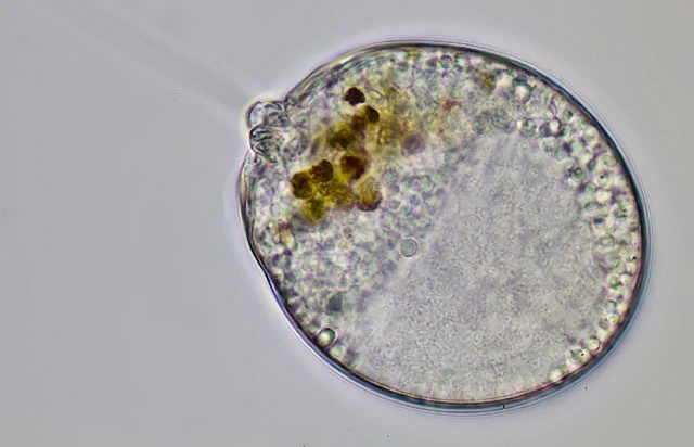 Lecythium granulatus