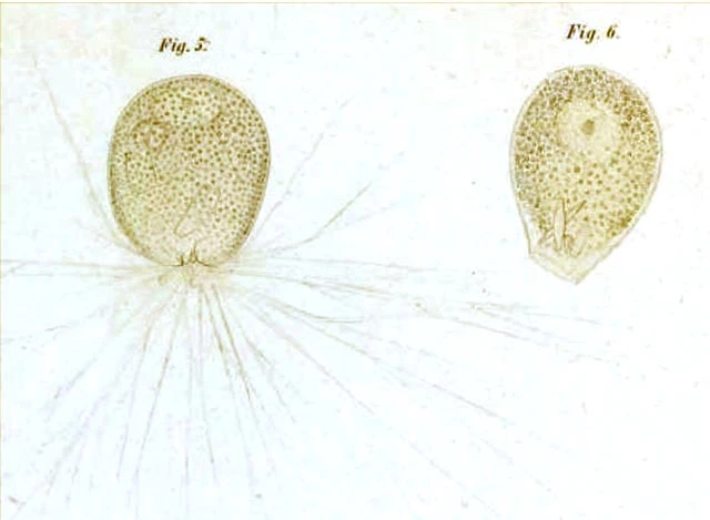 Lecythium granulatus