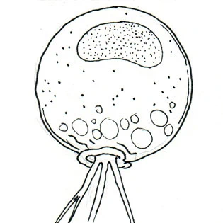 Lecythium granulatus