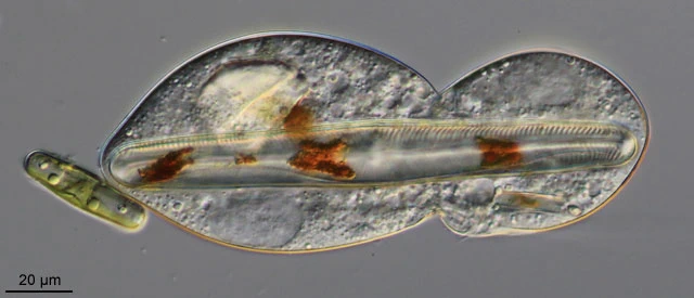 Lecythium granulatus