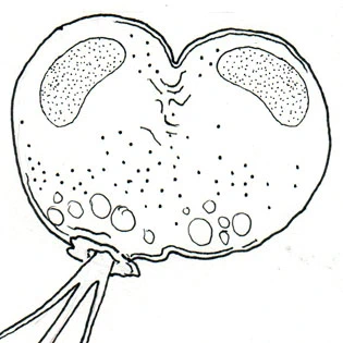 Lecythium granulatus