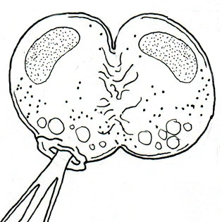 Lecythium granulatus