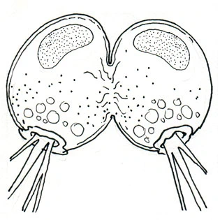 Lecythium granulatus