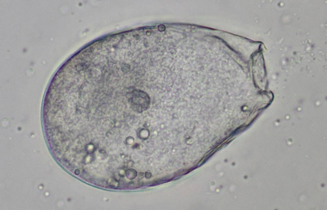 Lecythium granulatus