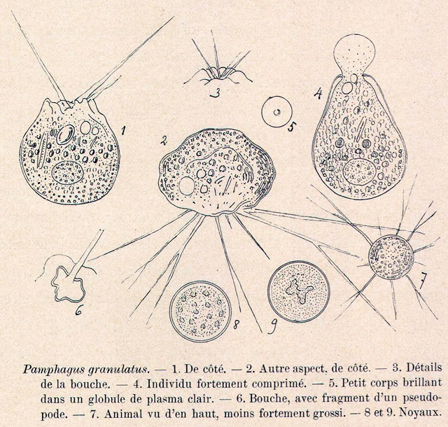 Lecythium granulatus