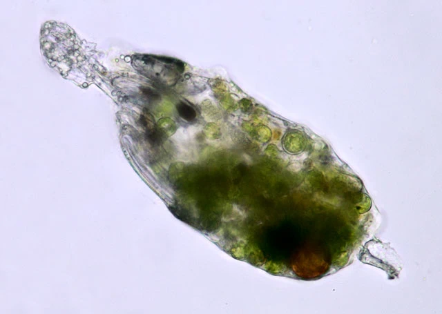 Pamphagus Lecythium mutabilis