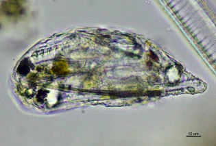 Lecythium mutabilis