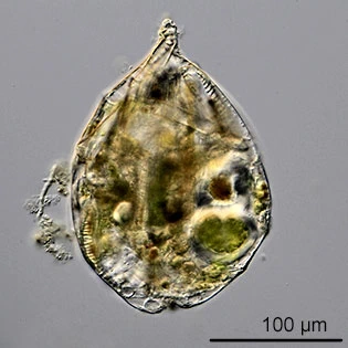 Lecythium mutabilis