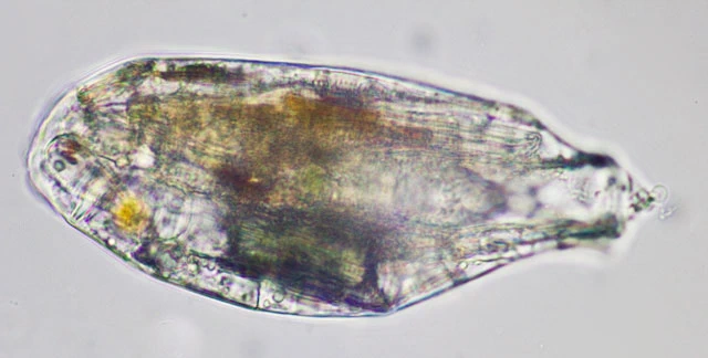 Lecythium mutabilis
