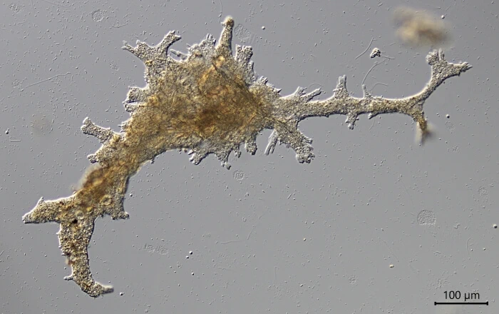 Leptomyxa Leptomyxa arborea