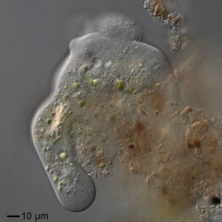 Rhizamoeba