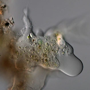 Rhizamoeba