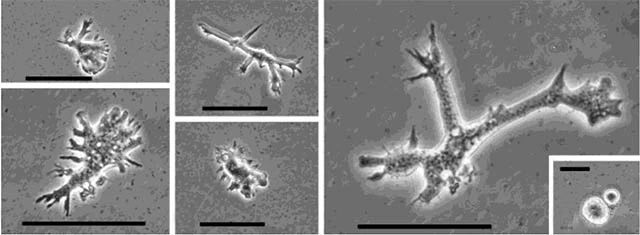 Leptomyxa variabilis