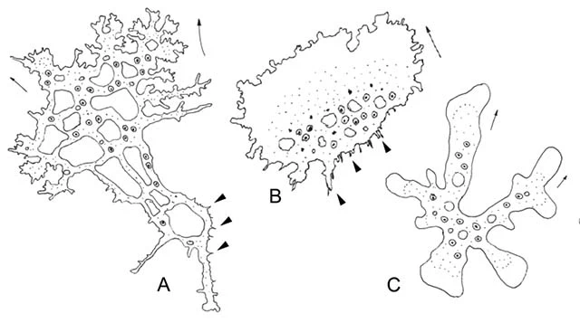 Leptomyxa