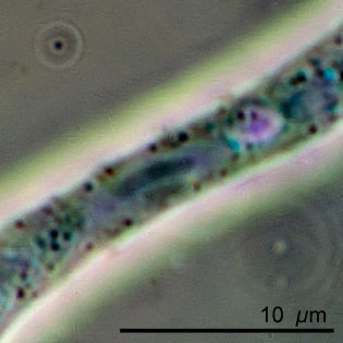 Leptophrys elegans