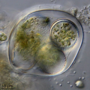 Leptophrys elegans