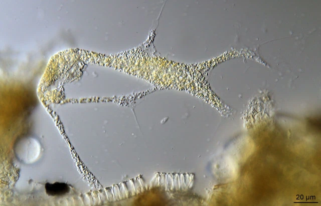 Leptophrys spec.