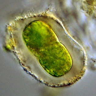 Leptophrys elegans
