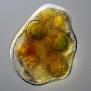 Leptophrys elegans