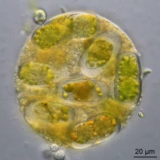 Leptophrys elegans