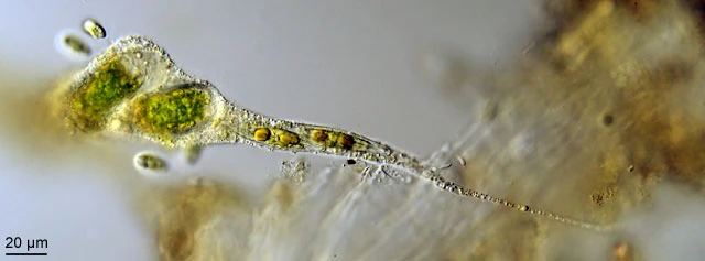 Leptophrys spec