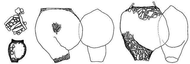 Lesquereusia carinata