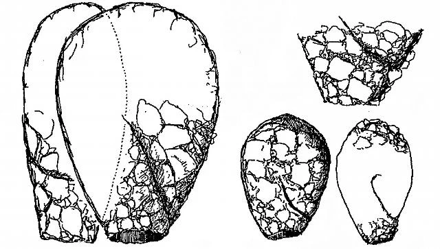 Lesquereusia mimetica