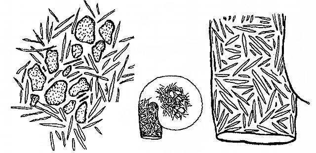 Lesquereusia spiculosa