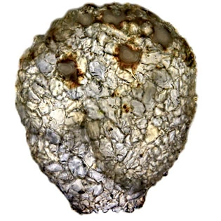 Lesquereusia modesta