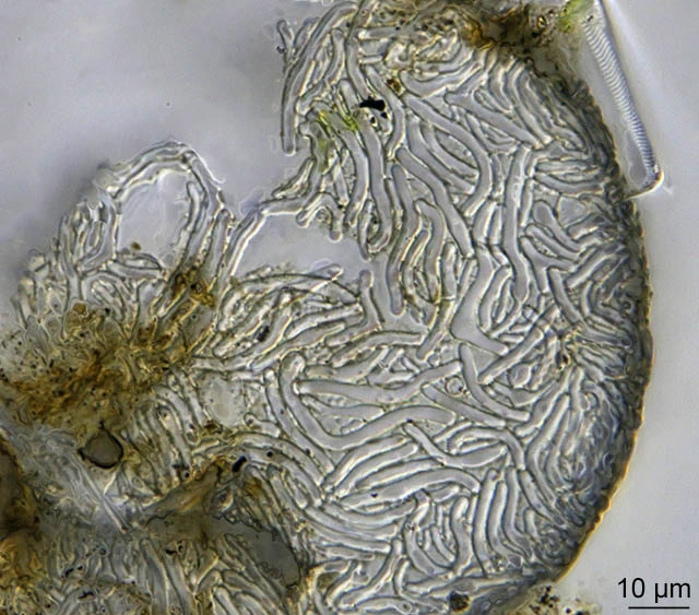 Lesquereusia spiralis