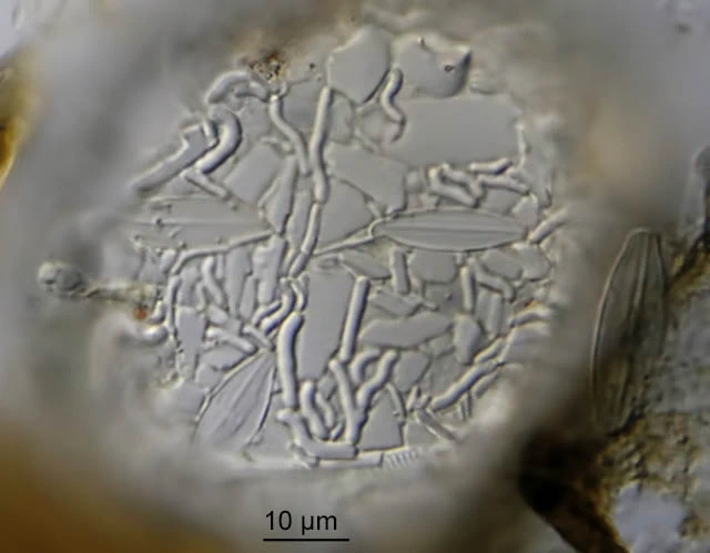 Lesquereusia spiralis