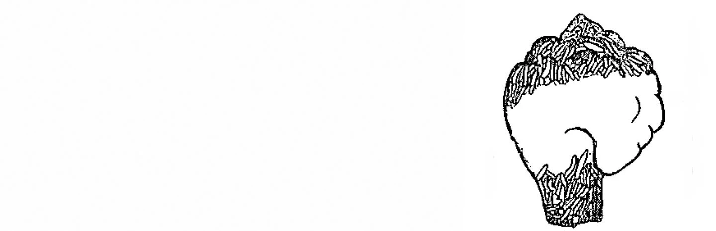 Lesquereusia tuberculata