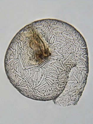 Lesquereusia spiralis