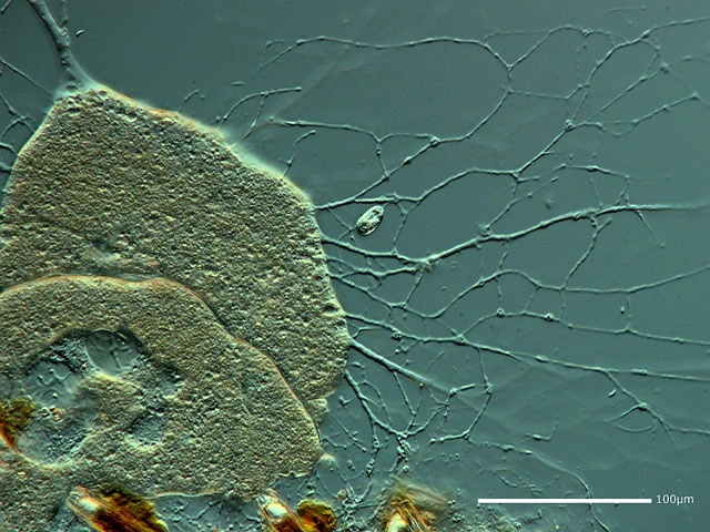 Lieberkuehnia wageneri