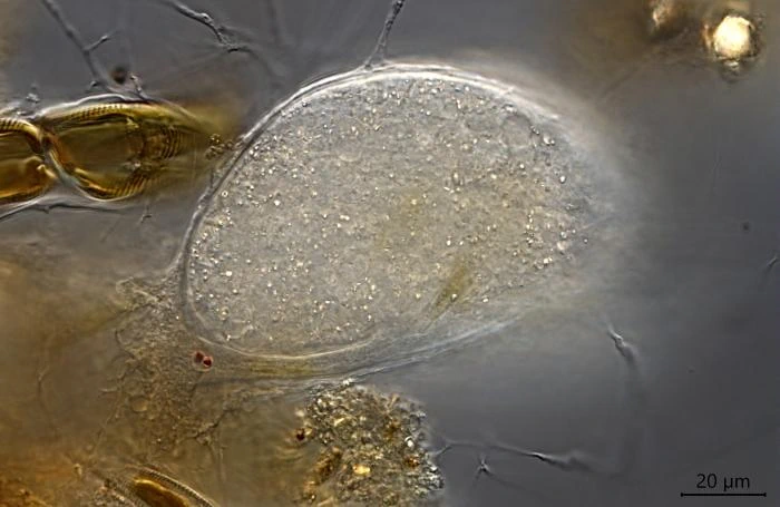 Astroperula dumacki