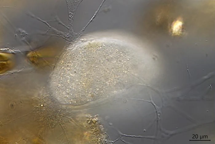 Astroperula dumacki