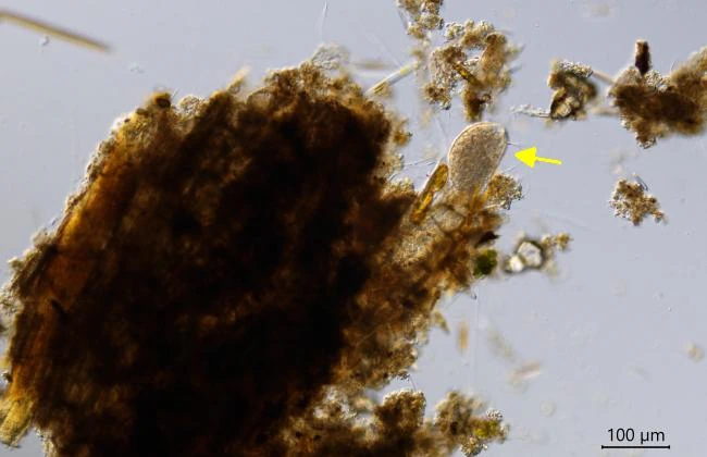 Astroperula dumacki