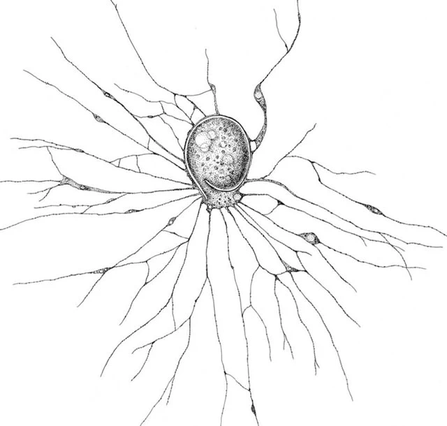 Lieberkuehnia wageneri