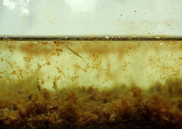 Lieberkuehnia wageneri