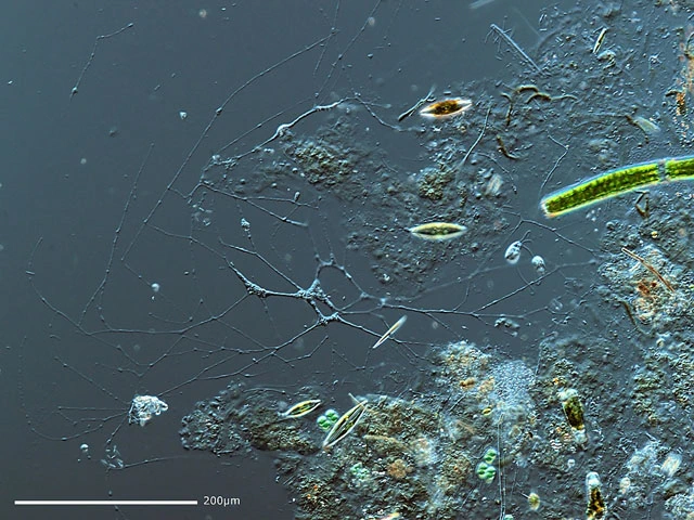 Lieberkuehnia wageneri