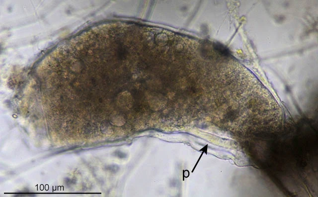 Lieberkuehnia wageneri